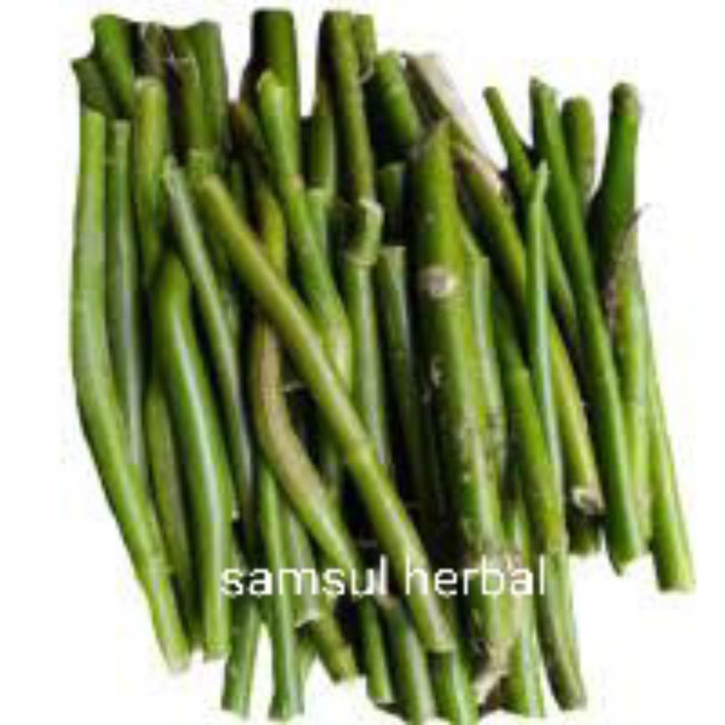 

stek batang terong pokak super/takokak/isi 5batang/samsull.herbal