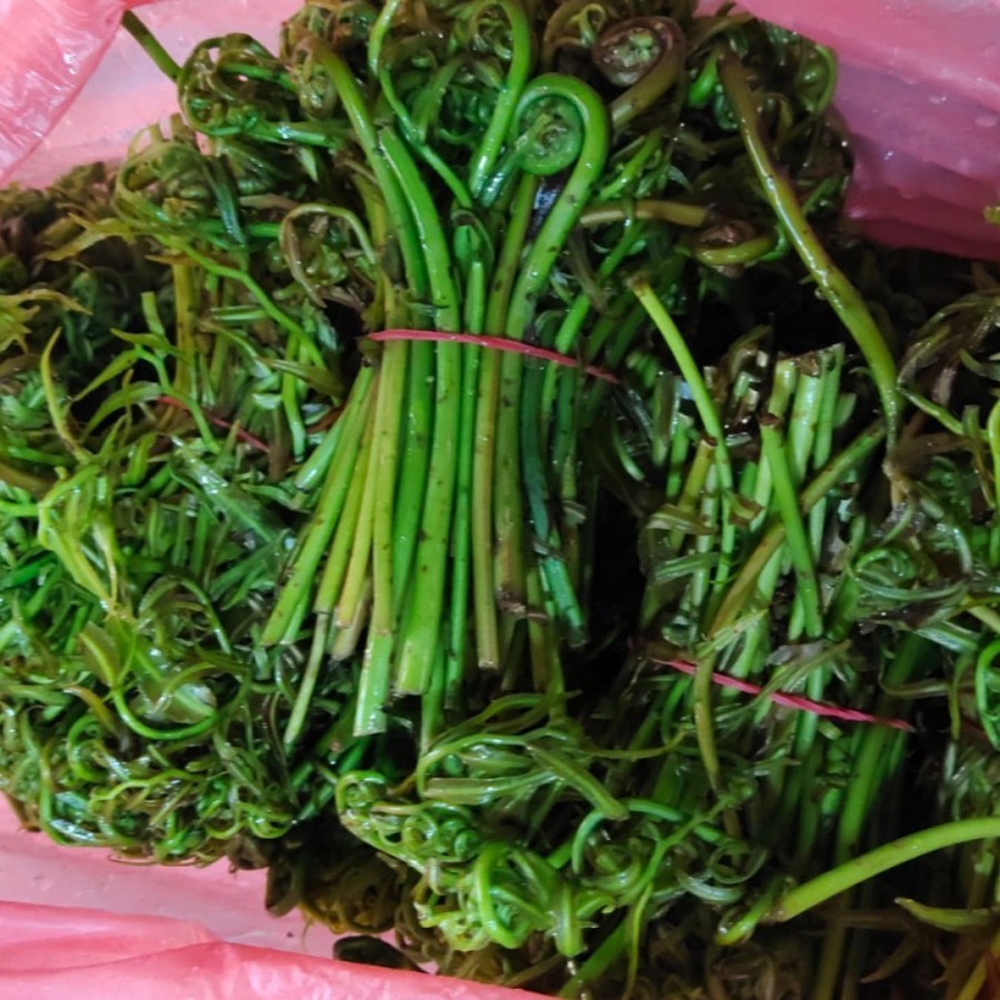 

Sayur Pakis Ki Choi KiChoi Ki Choy KiChoy 1Ikat Pontianak Kalimantan Fresh