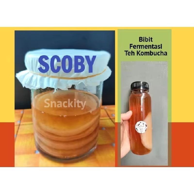 

scooby kombucha bakteri baik