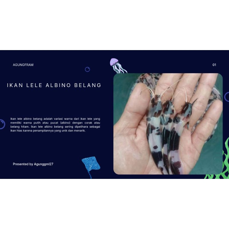 bibit lele belang/albino isi 50ekor