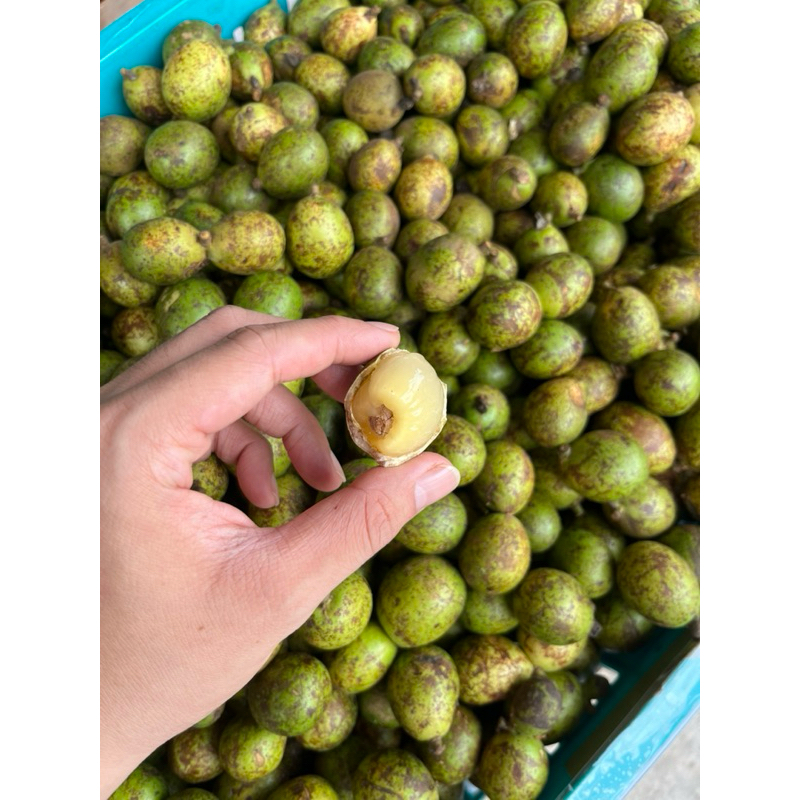 

Matoa Pekanbaru Manis Buah Lokal 1 kilo Asli Biji tengah daging tebal
