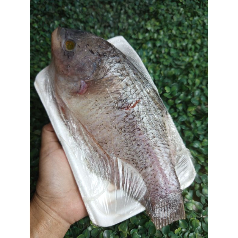 

Ikan Gurame mentah ikan gurame 1 ekor