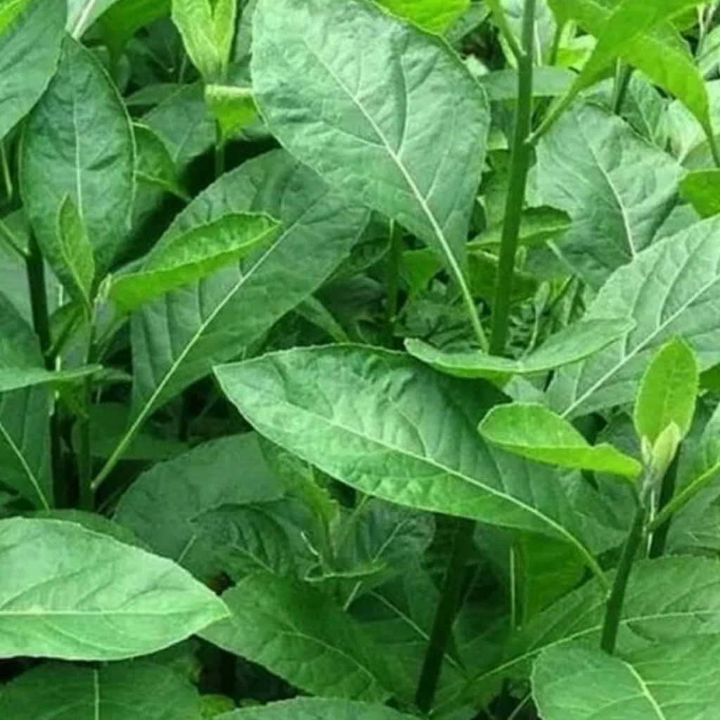 

Daun Afrika Segar 100 Lembar