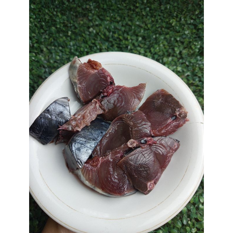 

Ikan Tongkol Tongkol Abu Tongkol Menta