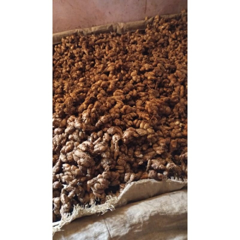 Kencur segar 1 kg
