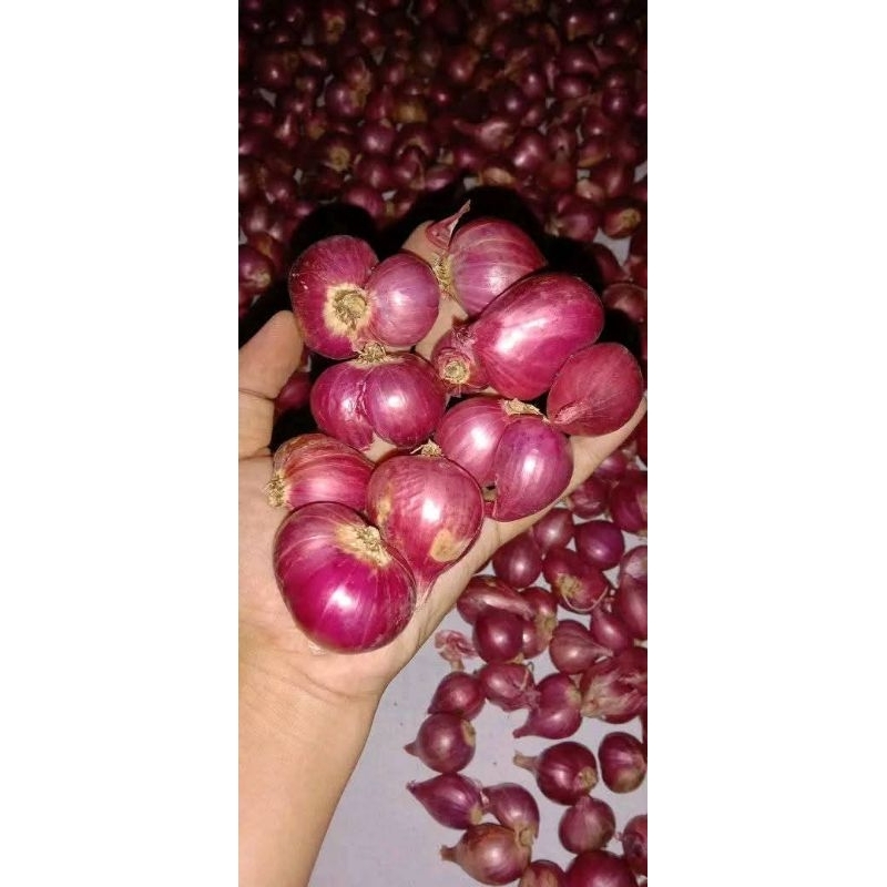 

BAWANG MERAH SUPER