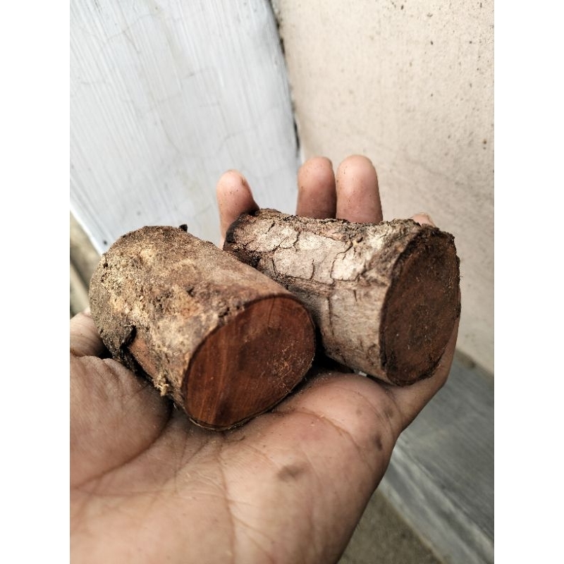 potongan kayu stigi laut asli