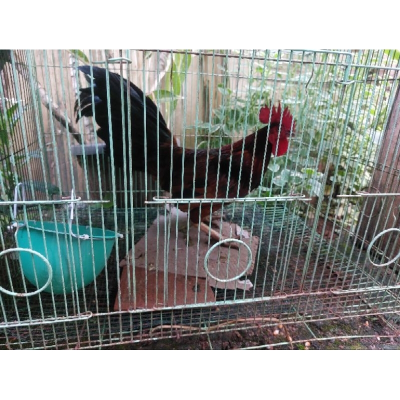 

Ayam Jago Kampung 1KGan