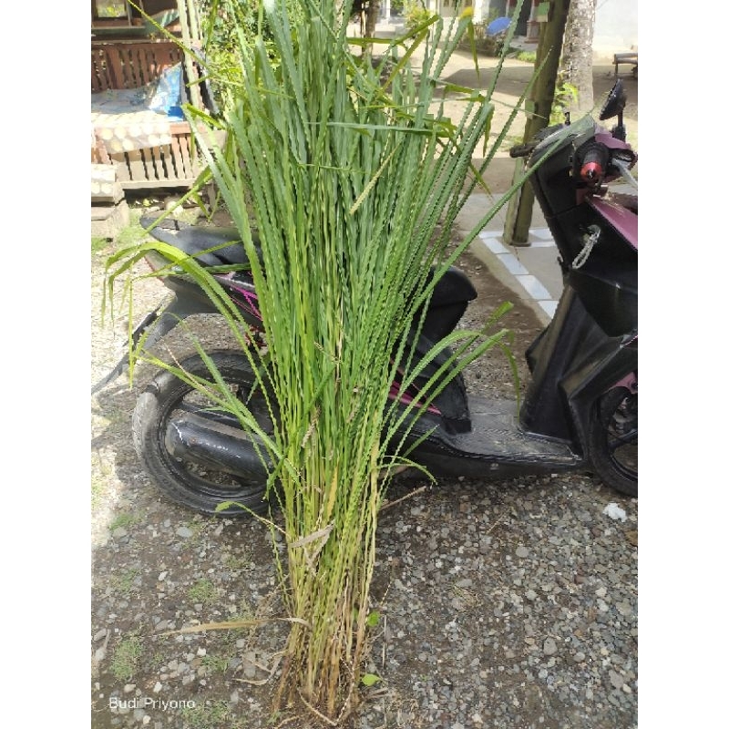 10 bibit rumput mombaca F1.