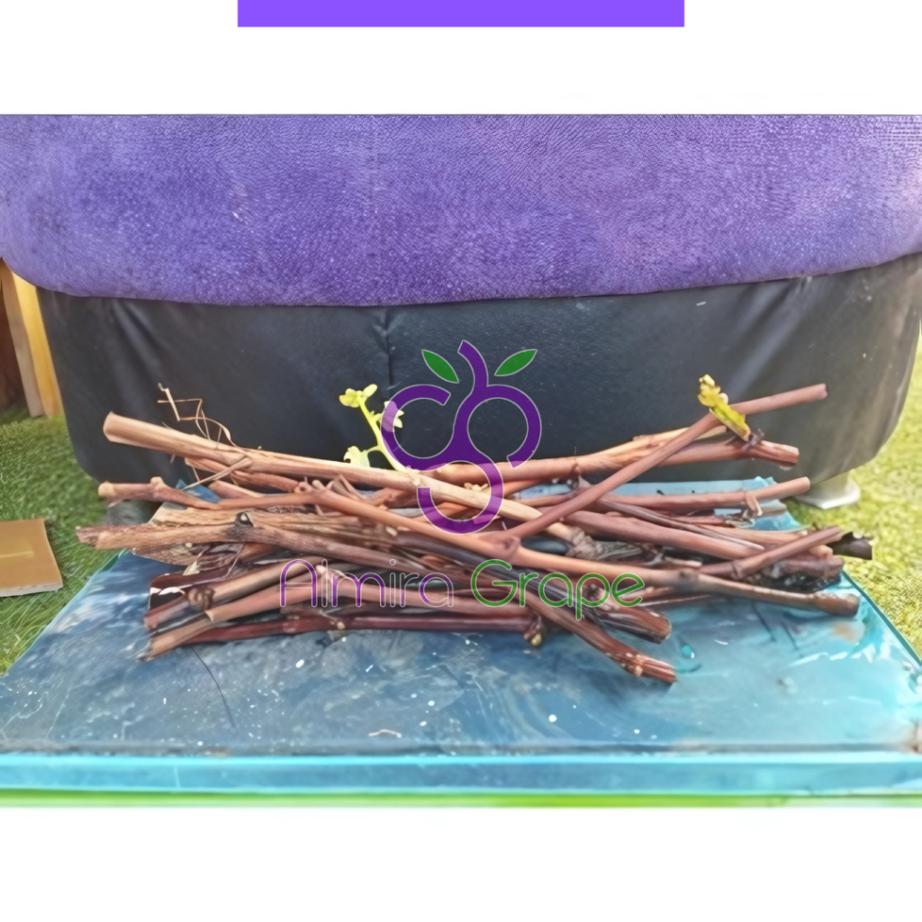 Cutting Anggur Import Aneka Varian ( 1 Paket Isi 10 )