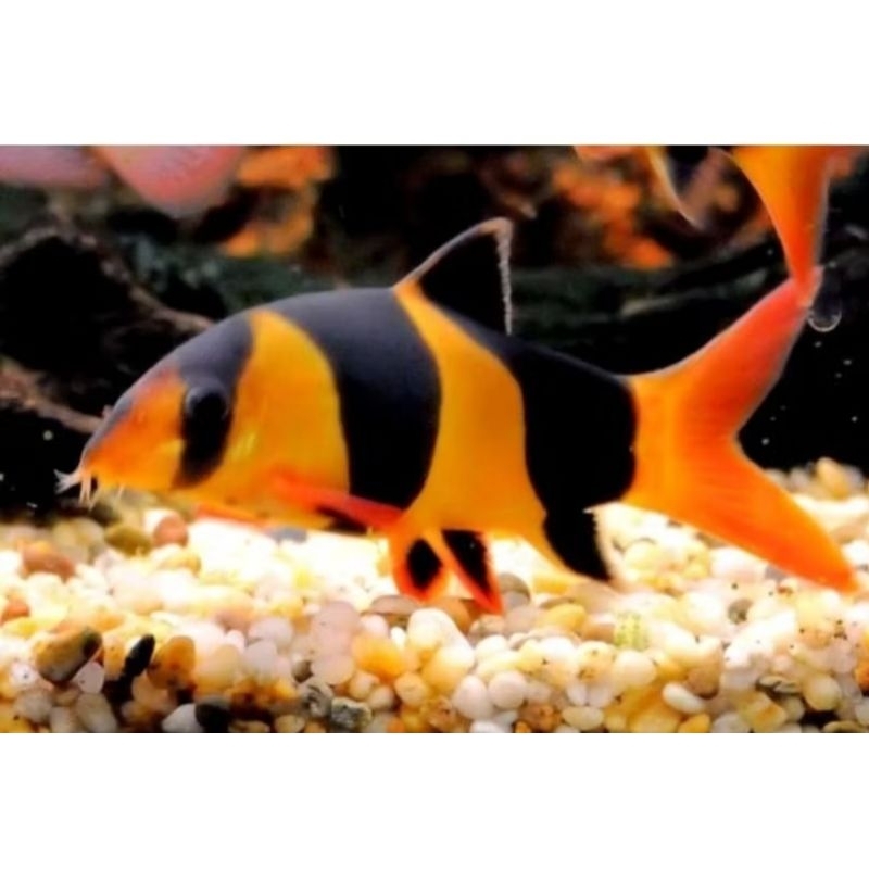 dekorasi akuarium.. isi 10 ekr BO TIA badut/ikan hias/air tawar/hiasan akuarium