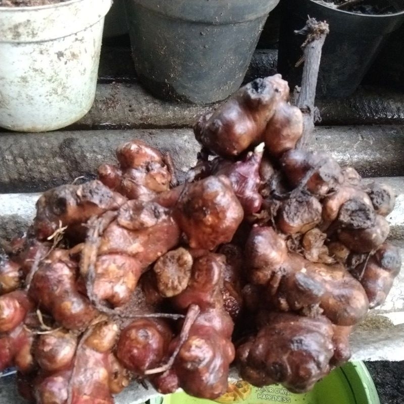 bibit umbi yacon