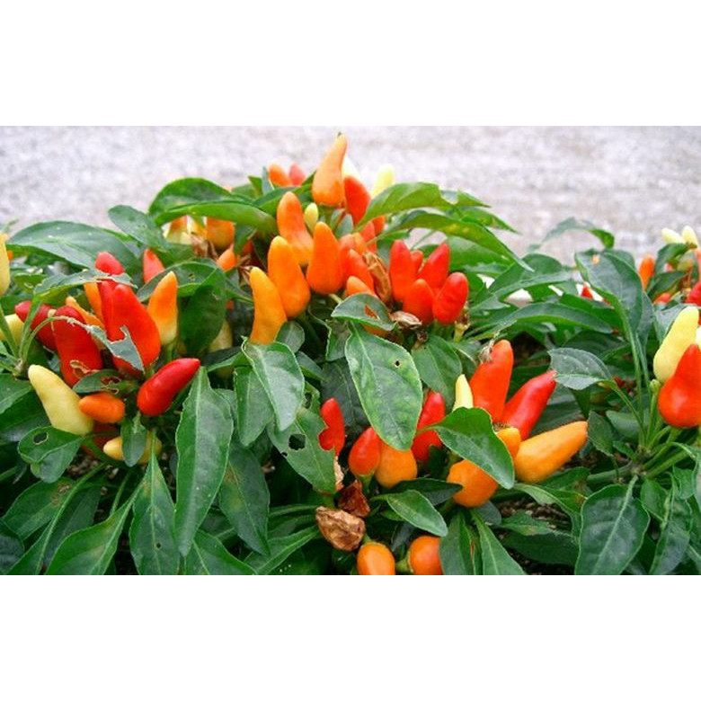 

Tanaman Buah - Cabe / Cabai Rawit Domba BUKAN BIJI!