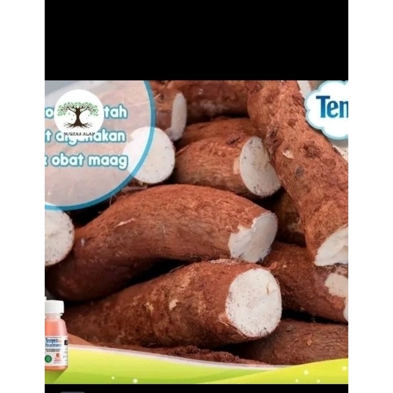 

PROMO UMBI SINGKONG FRESS 1KG