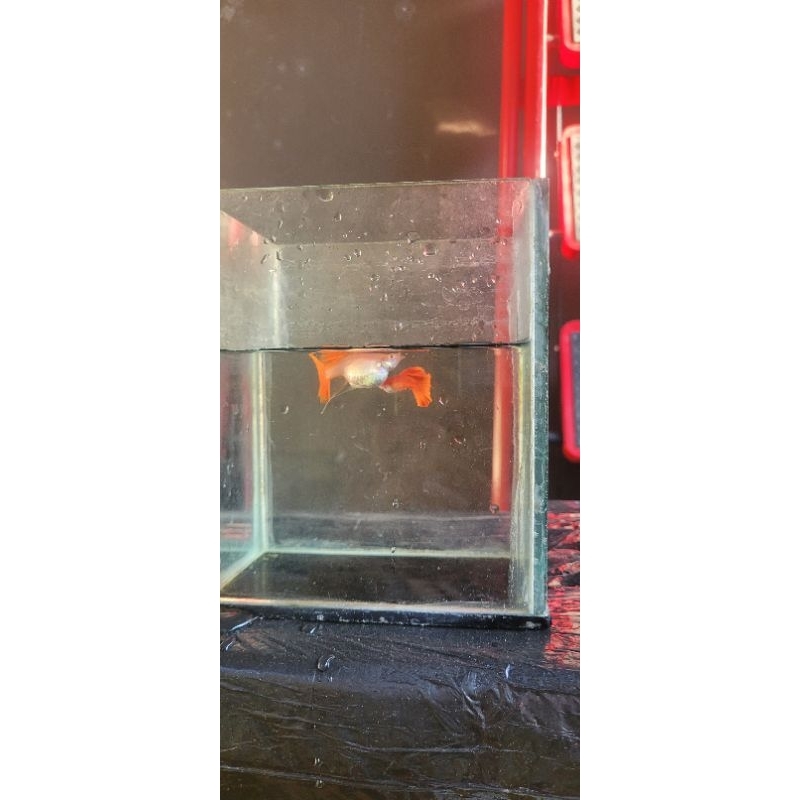 Guppy AFR Ribbon