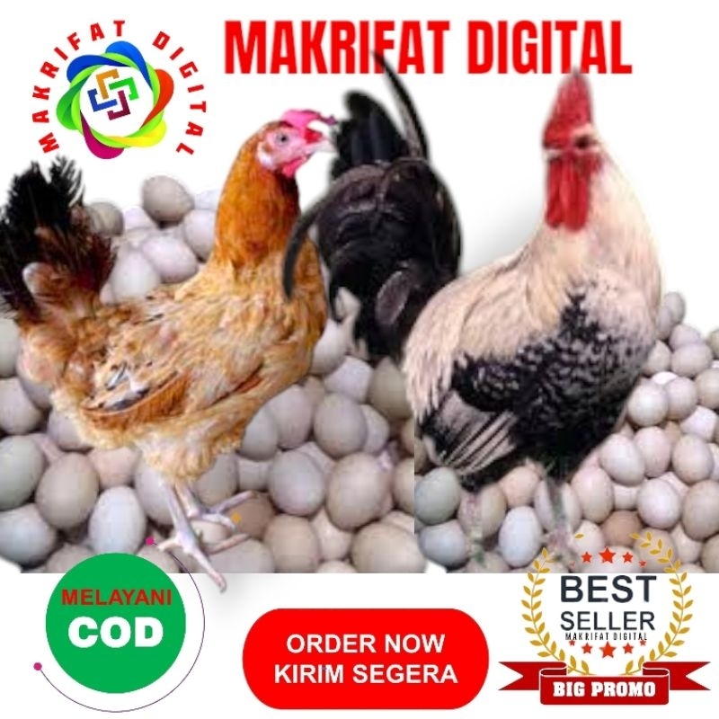 

MAKRIFAT DIGITAL Paket 3 pcs Telur Fertil AYAM ELBA vs Silangan AYAM ARAB FI Galur Murni Untuk Ditetaskan Oleh Fatn Profesional dalam Bidangnya