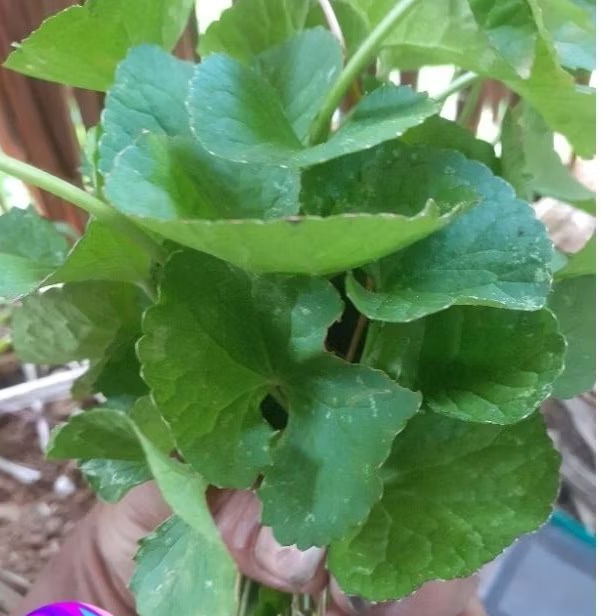 

Daun pegagan 400 gr' daun Antanan...
