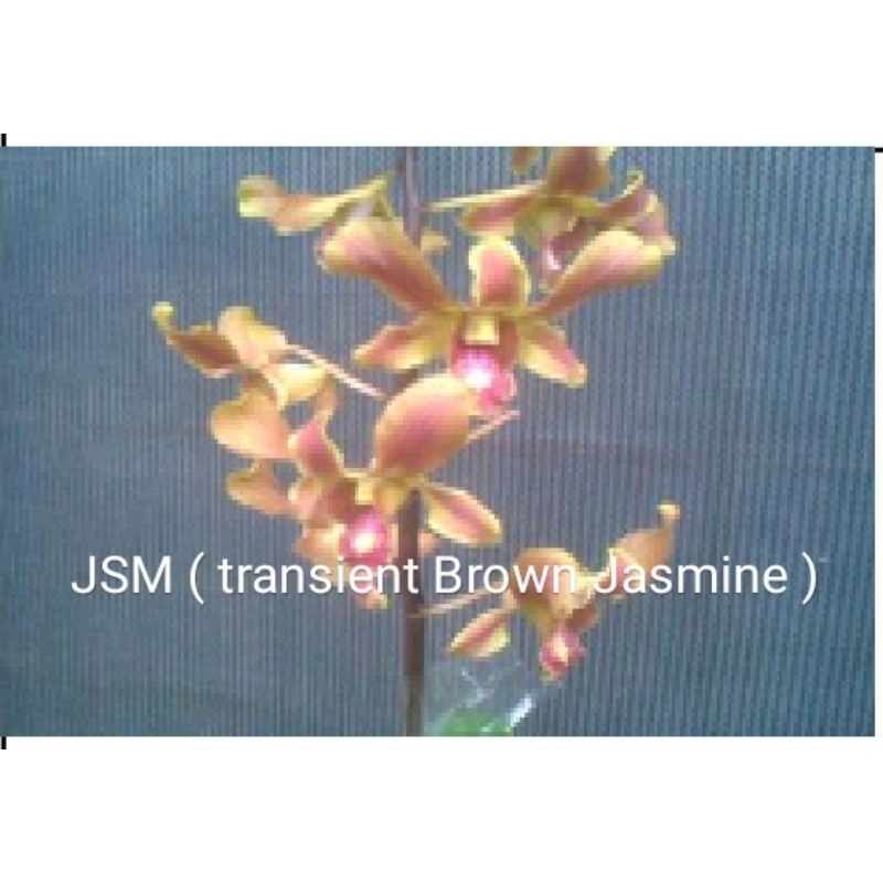 Anggrek Dendrobium Id JSM