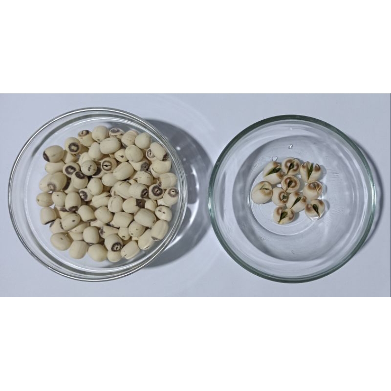 

Lotus seed Biji Teratai (bisa bertunas) 50 gr 100 gr 200 gr 500 gr 1000 gr (bisa untuk detox)