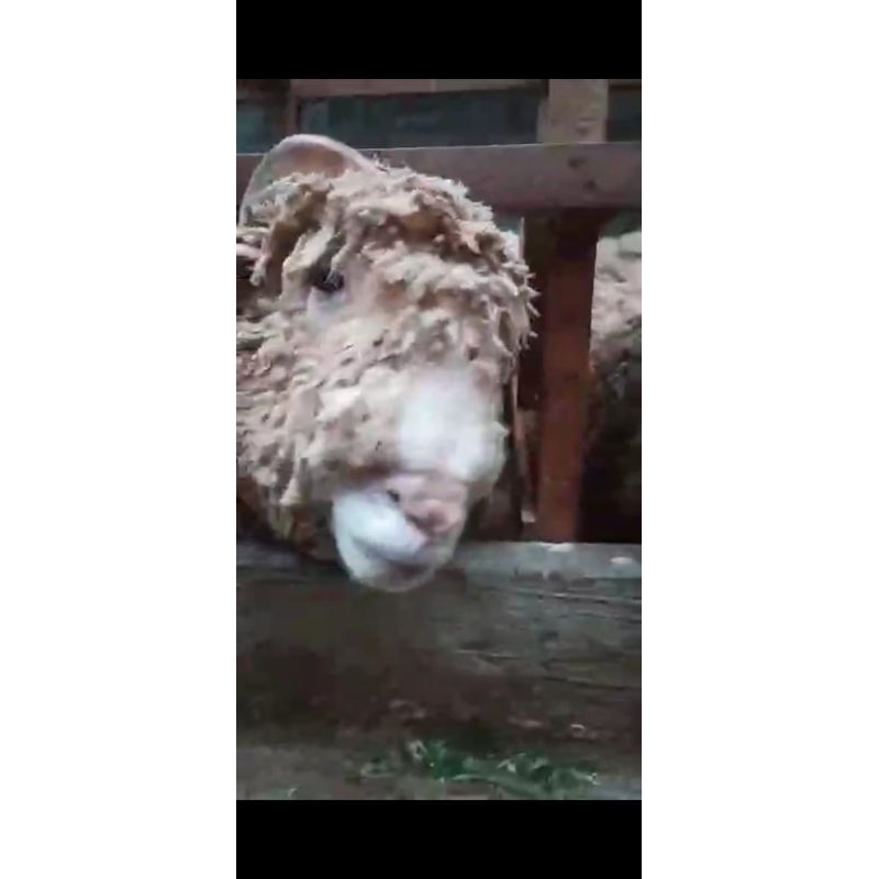 Domba Merino Sultan Bertanduk