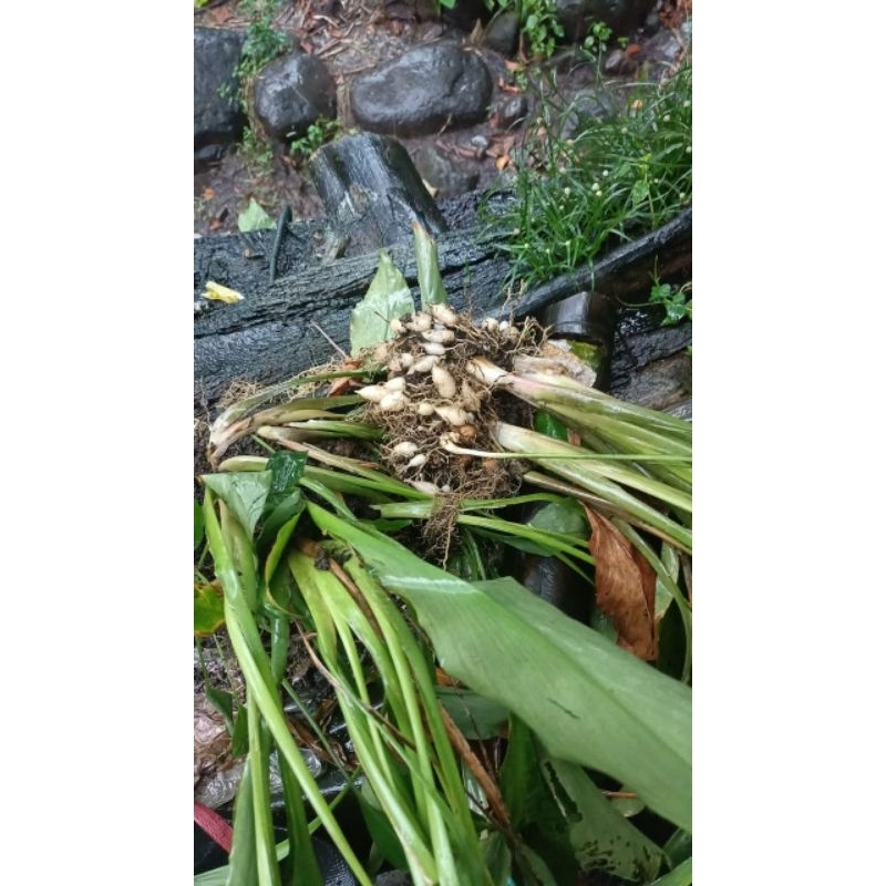 

Kunyit Putih / Temu manga Fresh 500gr