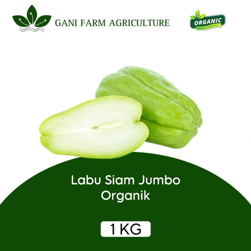 Labu siam Jumbo 1 kg Labu sayur Labu lalapan