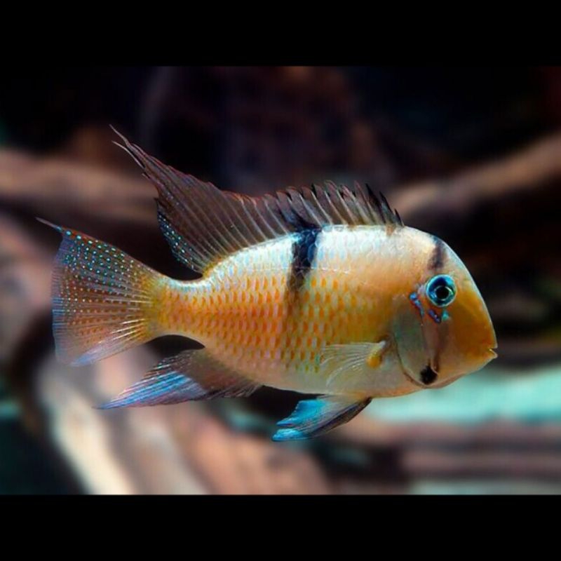 GUIANACARA CICHLID