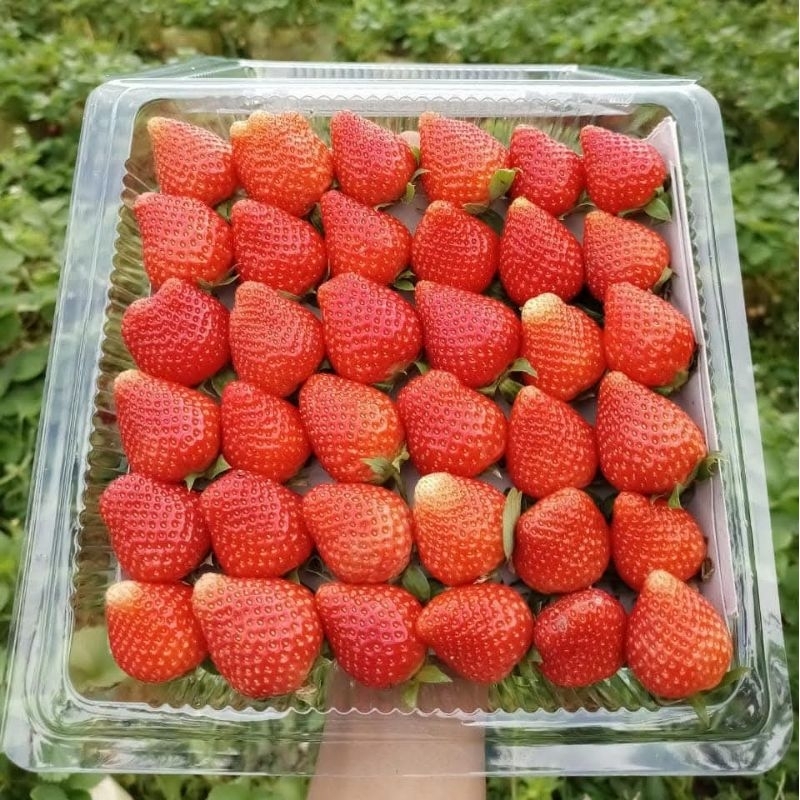 Buah Strawberry Manis Fresh Grade A 1 Kg