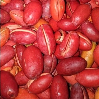 

Melinjo mentah, kulit melinjo mentah 1kg, kulit melinjo mentah, melinjo mentah 1kg