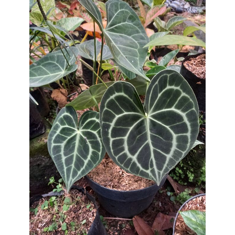 Kuping Gajah Clarinervium / Tarantula