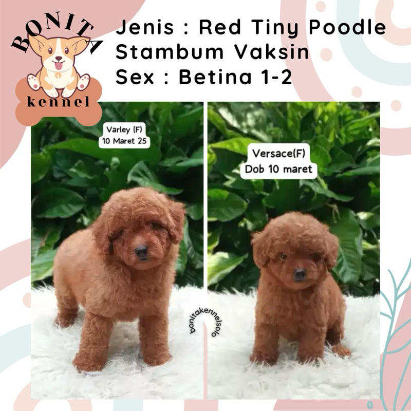Red Fawn Toy Tiny Tea Cup Poodle Stambum Light Fawn Toy Poodle Anak Anjing Poodle Jantan Betina