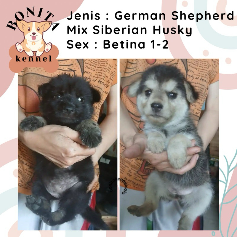 German Shepherd Mix Siberian Husky Anak Anjing Herder Mix Husky Jantan Betina