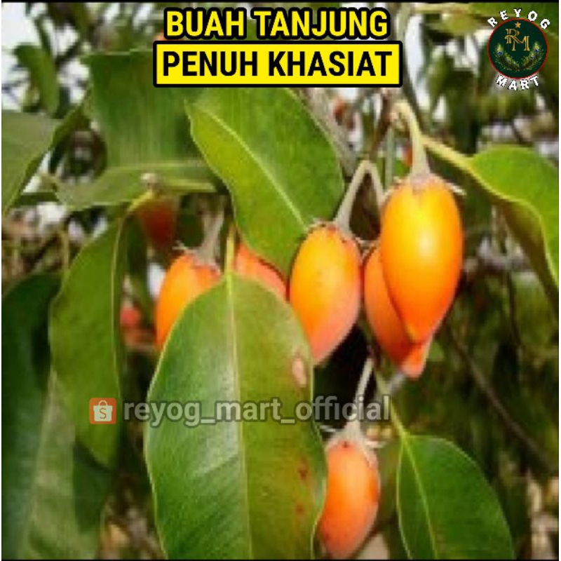 

BUAH TANJUNG SEGAR KHASIAT ALAMI OBAT HERBAL FRESH LANGSUNG PETIK DARI POHON