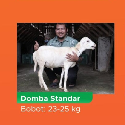 Qurban Kurban Domba Biasa