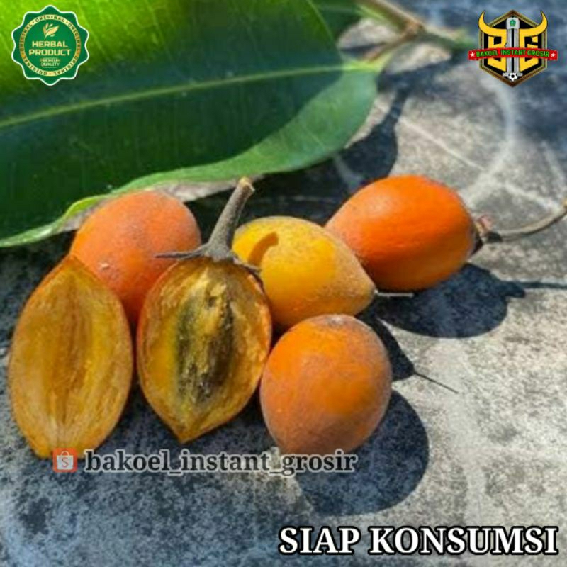 

Buah TANJUNG Segar MATANG Obat HERBAL Alami FRESH Berbagai Khasiat Mujarab