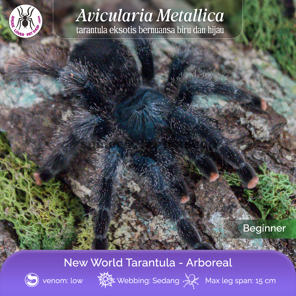 Tarantula Avicularia Metallica - SLING