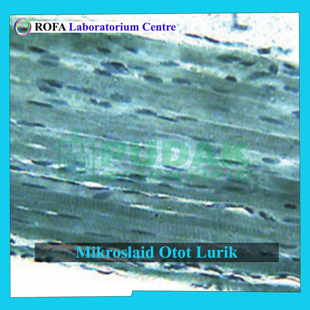 Mikroslaid Otot Lurik Mamalia / Preparat Otot Lurik Mamalia
