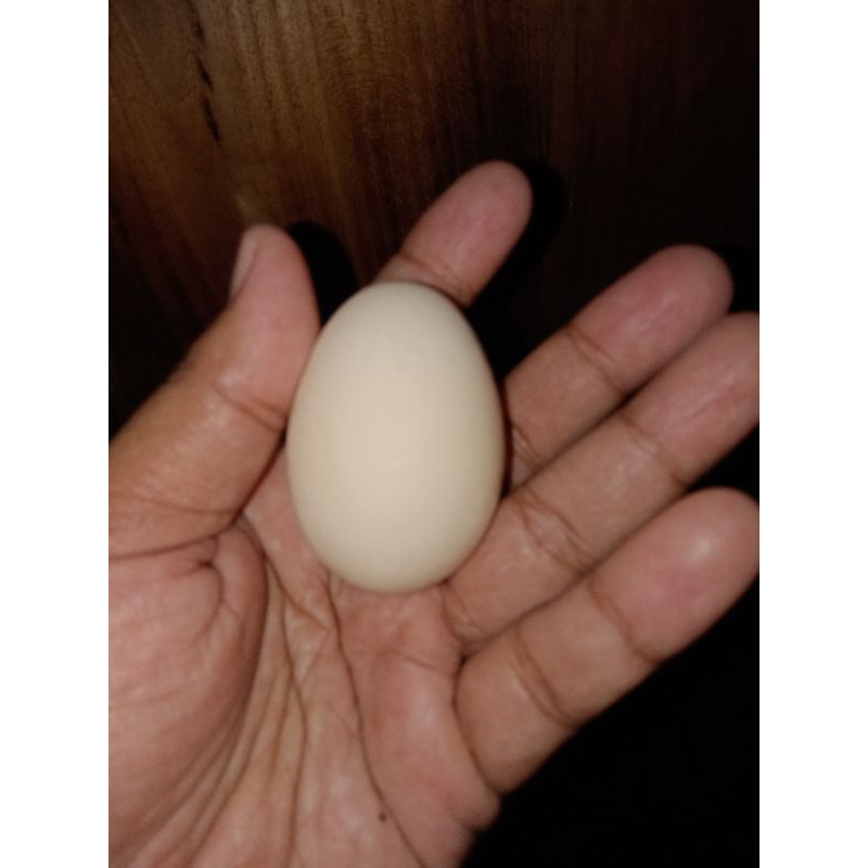 

telur ayam kampung asli