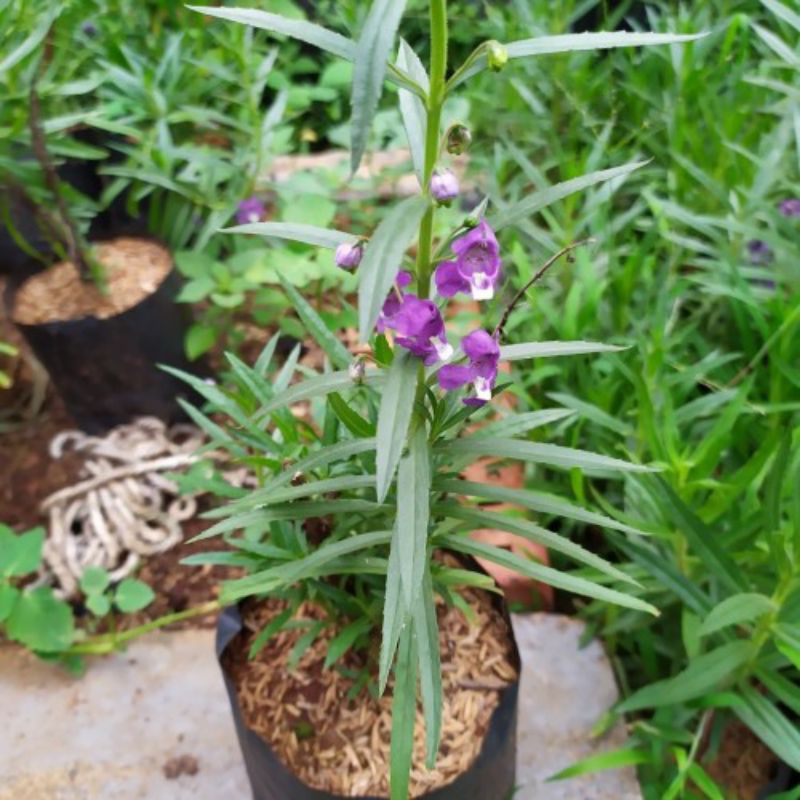 ( BISA COD ) Tanaman Bunga Lavender Asli Pengusir Nyamuk / Tanaman Hias Lavender Bunga Ungu & Putih 