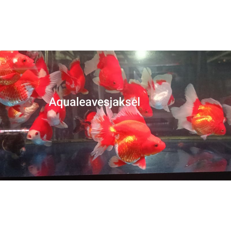 Ikan koki ryukin rw / koki ryukin red white top grade