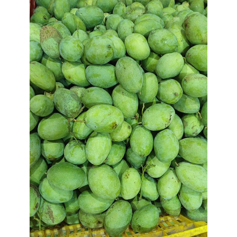 

Mangga rujak fress manalagi 1 kg isi 3-4 buah