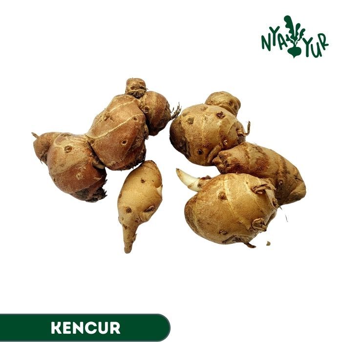 

INSTAN - Kencur Segar 100gr