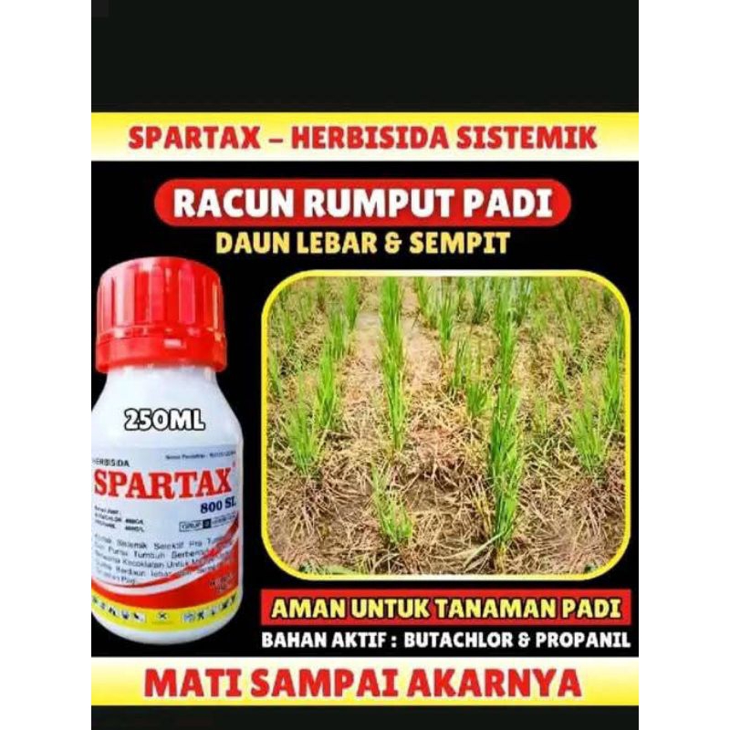 SPARTAX RACUN RUMPUT LAHAN PADI