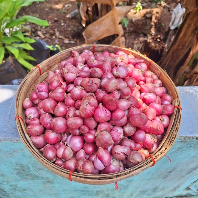 

Bawang Merah Kering asli Sulawesi Kualitas Super ukuran Besar dan Sedang 1 Kg