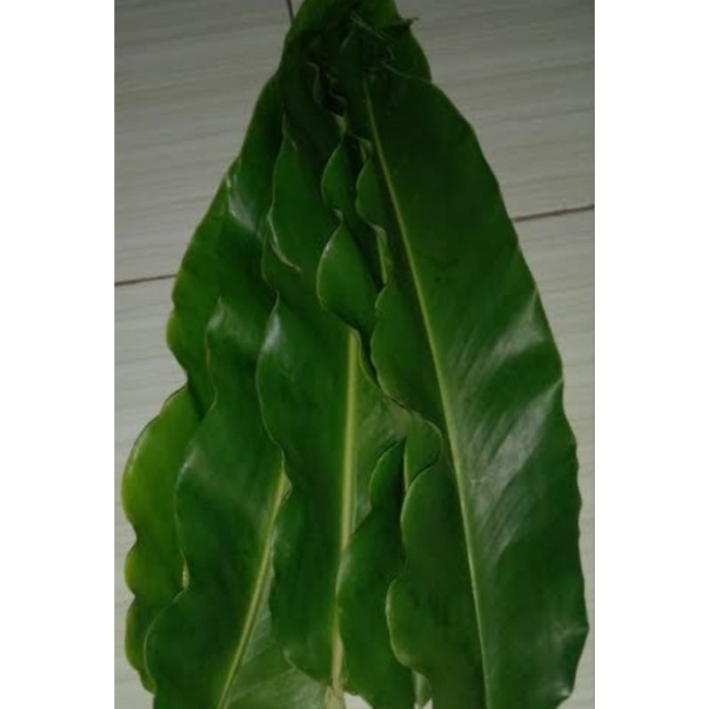 

promo daun kecombrang pres-pres isi 500gr