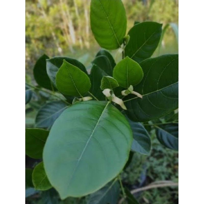 

daun nangka segar pres-pres isi 100pcs/obat herbal tradisional