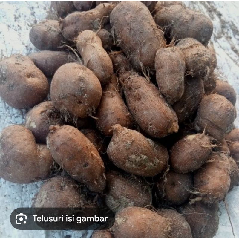 

KENTANG HITAM KLECI 1KG