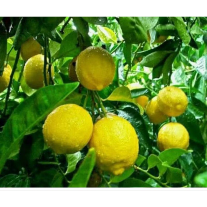 

bibit jeruk lemon super (beli 5 bonus 1)