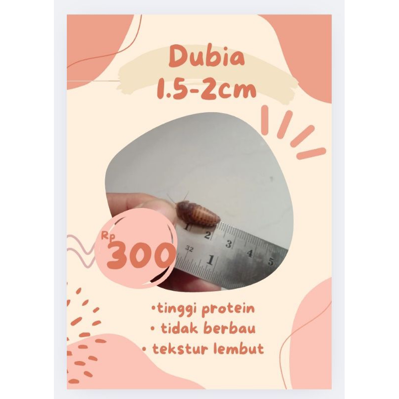 

dubia 1.5cm-2cm (medium size)