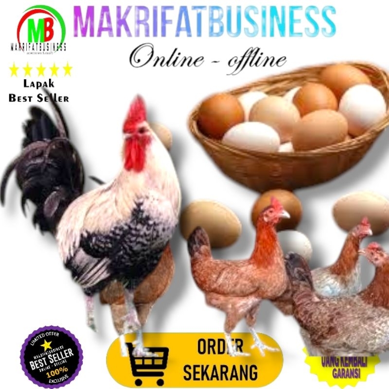 

MAKRIFATBUSINESS Paket 5 Pcs Telur FERTIL Ayam ELBA vs AYAM ARAB Untuk Ditetaskan Oleh Farm Profesional